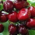 Slatka trešnja bryanochka