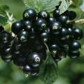 Suvo grožđe crne ribizle
