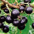 Crna ribizla vologda