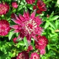 Astrantia cvijet: fotografija i opis, visina, recenzije