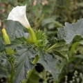 Datura trava: kako izgleda, gdje raste, svojstva