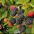 Blackberry thornfree