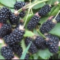 Blackberry brzezina