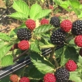 Blackberry jumbo