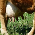 Fibrinozni mastitis u krava: liječenje i prevencija