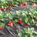 Finska tehnologija uzgoja jagoda