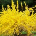 European forsythia: fotografija i opis