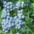 Blueberry northland