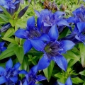 Gentian: sadnja i njega na otvorenom polju, vrste i sorte sa fotografijama, primjena