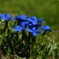 Gentian spring: fotografija i opis