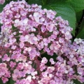 Hortenzija velikolisna aisha: opis, fotografije i recenzije