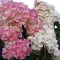 Hortenzija ružičasta dama: opis sorte, sadnja i njega