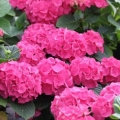 Hortenzija crvena baron: recenzije, sadnja i njega, fotografije