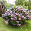 Vrtna hortenzija: sadnja i njega na otvorenom polju