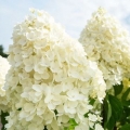 Ljetni snijeg hortenzije: opis, sadnja i njega, fotografija