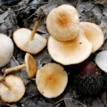 Gljiva kolibija koja voli šumu (običan novac, proljetna gljiva): fotografija i opis kako kuhati
