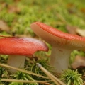 Kavijar od gljiva russula: recepti za zimu