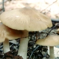 Entoloma sivo-bijela (olovno-bijela): fotografija i opis