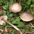 Entoloma prikupljena: fotografija i opis