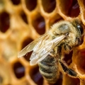 Kako pčele prave ukusan i zdrav med