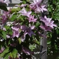 Clematis hegley hibrid