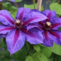 Clematis mrs. Thompson: opis, grupa za orezivanje, fotografija