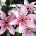 Clematis pink fantasy: grupa rezidbe i opis