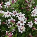 Clematis princeza kate: recenzije i opis