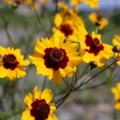 Coreopsis - opis, sadnja i njega