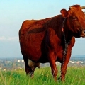 Crvena stepska rasa krava