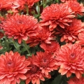 Crvene krizanteme: fotografija, opis i sorte