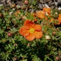 Potentilla grm crveni led: opis, uzgoj, fotografija