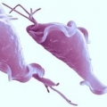 Liječenje i testiranje na trihomonijazu goveda