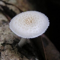 Lepiota brebisson: opis i fotografija