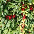 Schisandra chinensis: uzgoj i njega u sibiru, moskovskoj regiji, na uralu