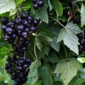Najbolje sorte crne ribizle za različite regije