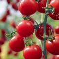 Najbolje sorte paradajza za regiju rostov