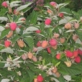Raspberry tarusa