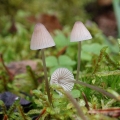 Mycena s nitima nogu: opis i fotografija