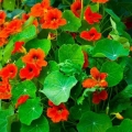 Nasturtium: sadnja i njega na otvorenom polju