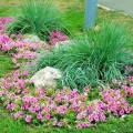 Cvijeće niskog rasta za cvjetnjak, cvjeta cijelo ljeto