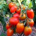Paradajz niskog rasta - najproduktivnije sorte