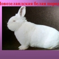 Novozelandski bijeli zec - opis nzb pasmine