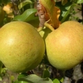 Opis bergamot kruške