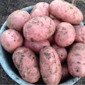 Opis i karakteristike sorte crvenog grimiznog krompira