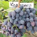 Opis moldavskog grožđa kodryanka