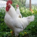 Opis ruske bijele pasmine pilića