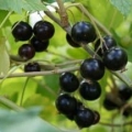Opis sorte golubice crne ribizle