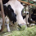 Osnovna pravila za ishranu krava i teladi