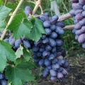 Značajke crnog grožđa otpornog na mraz baikonur